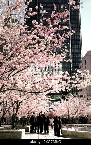 FRANCE. HAUTS DE SEINE. NANTERRE. QUARTIER DE LA DZFENSE. CERISIERS EN FLEURS Banque D'Images