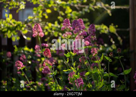 Centranthus Ruber. Valeriana rubra, la valériane rouge, spur valériane, kiss-me-rapide, brosse de renard est une plante de jardin populaire Banque D'Images