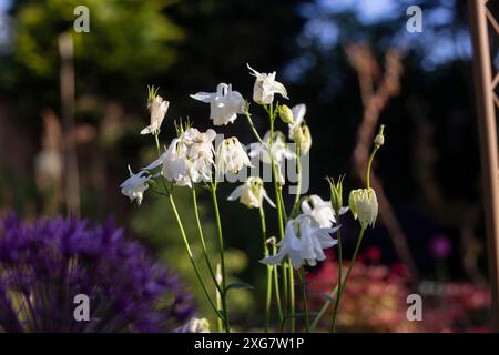 Fleurs blanches Aquilegia dans un jardin Banque D'Images