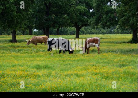 Un troupeau de bétail Longhorn qui paissent et se détendent dans un pâturage plein de fleurs jaunes et d'arbres offrant de l'ombre pour se rafraîchir sous. Banque D'Images