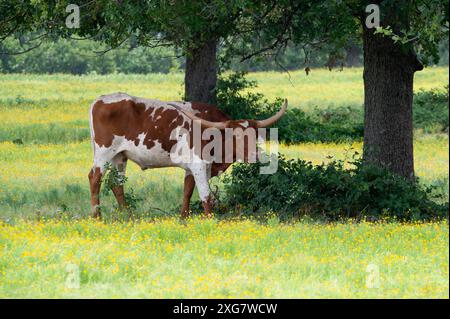 Un taureau Longhorn blanc et brun debout à l'ombre sous quelques arbres dans un pâturage de ranch alors qu'il se refroidit par une chaude journée d'été au Texas. Banque D'Images