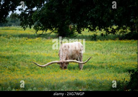 Taureau Longhorn moucheté blanc et orange avec de longues cornes courbées broutant sur l'herbe et des fleurs jaunes dans un pâturage de ranch. Banque D'Images