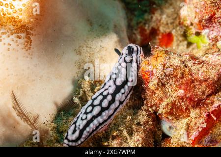 Mozambique, Maputo, Ponta do Ouro, nudibranche, limace de mer Banque D'Images