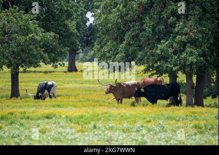 Un troupeau de bétail Longhorn qui paissent et se détendent dans un pâturage plein de fleurs jaunes et d'arbres offrant de l'ombre pour se rafraîchir sous. Banque D'Images