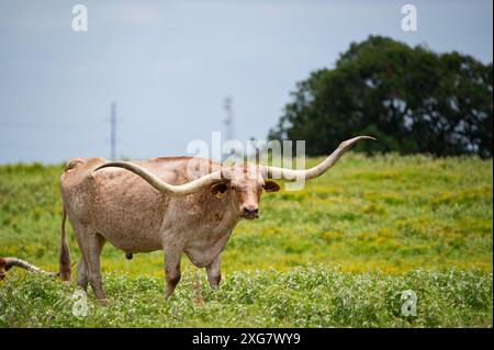 Une Longhorn mouchetée orange et blanche avec de longues cornes courbes debout dans un pâturage herbeux plein de fleurs jaunes. Banque D'Images