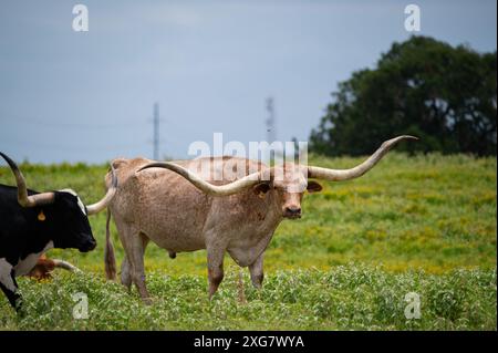 Une Longhorn mouchetée orange et blanche avec de longues cornes courbes debout dans un pâturage herbeux plein de fleurs jaunes. Banque D'Images