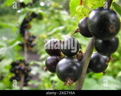 gros plan de la branche de cassis bio en maturation dans le jardin le jour d'été Banque D'Images