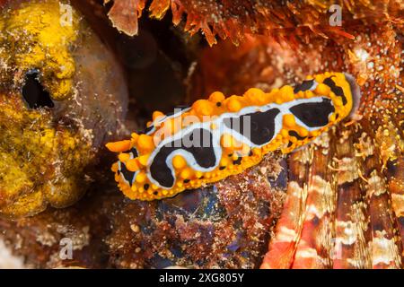 Mozambique, Maputo, Ponta do Ouro, nudibranche, limace de mer Banque D'Images