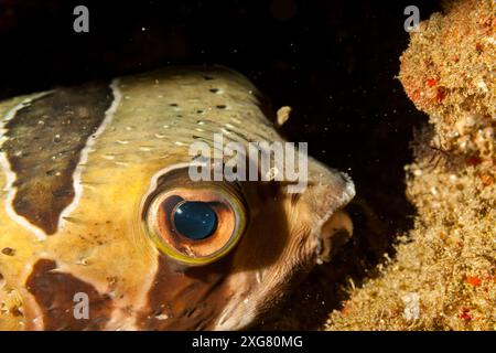 Mozambique, Maputo, Ponta do Ouro, Porcupinefish à taches noires (Diodon liturosus) Banque D'Images