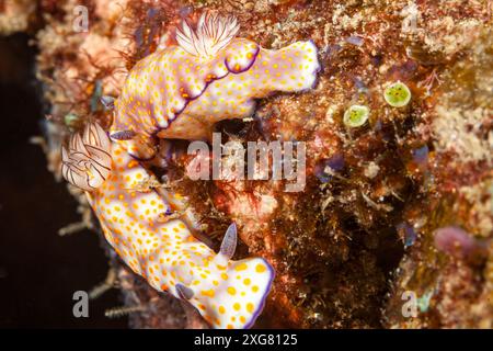 Mozambique, Maputo, Ponta do Ouro, nudibranche, limace de mer Banque D'Images