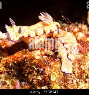 Mozambique, Maputo, Ponta do Ouro, nudibranche, limace de mer Banque D'Images