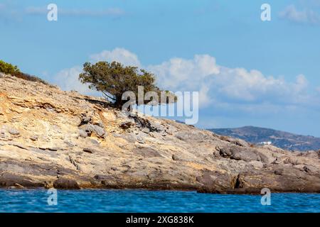 Un arbre résistant s'accroche à un rivage rocheux d'Agios Sostis à Antiparos, en Grèce, dans un contexte de ciel bleu et d'eaux sereines. Banque D'Images