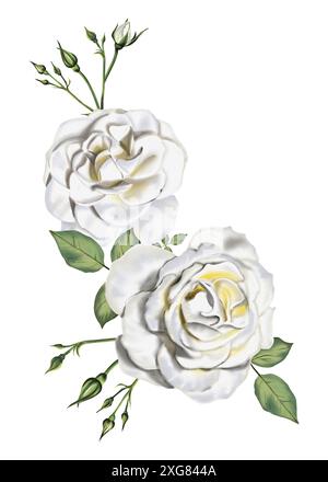 Grand arrangement floral. Deux grandes roses blanches et de petits bourgeons verts. Les feuilles sont vertes. Pas d'épines. Illustration aquarelle. Banque D'Images