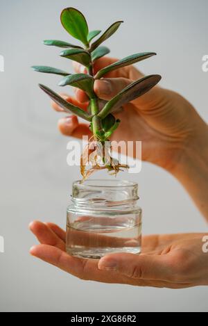 Main de femme tenant la coupe succulente avec des racines dans un bocal en verre rempli d'eau, en se concentrant sur la propagation des plantes. Banque D'Images