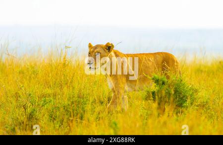 Lionne debout dans une grande herbe jaune. Masai Mara Game Reserve. Kenya. Banque D'Images