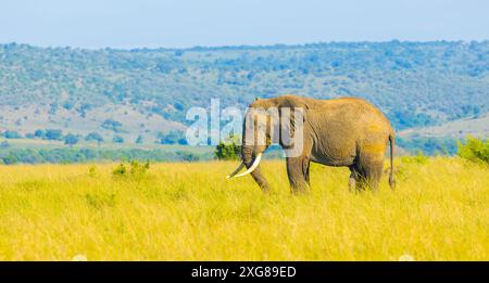 Pâturage de taureaux d'éléphant d'Afrique dans la réserve de chasse du Masai Mara, au Kenya. Banque D'Images