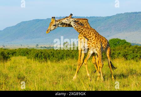 Une paire de girafes Masai pratiquant le cou. Masai Mara Game Reserve, Kenya. Banque D'Images