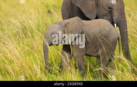 Petit éléphant d'Afrique portrait en gros plan de veau dans le Masai Mara Banque D'Images