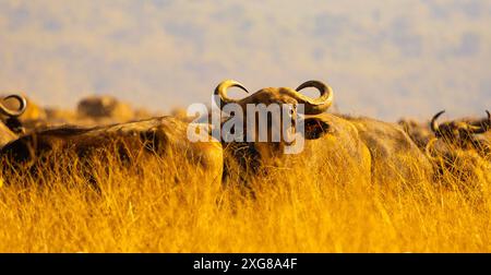 Troupeau de buffles africains dans de hautes herbes jaunes. Cratère Ngoro Ngoro, Tanzanie. Banque D'Images