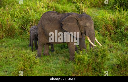 Photographie aérienne d'éléphants de savane africaine dans le Masai Mara Banque D'Images