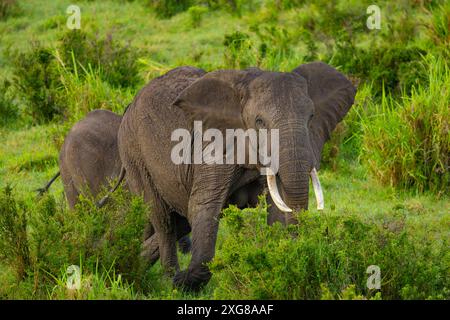 Photographie aérienne d'éléphants de savane africaine dans le Masai Mara Banque D'Images