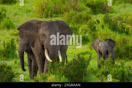 Photographie aérienne d'éléphants de savane africaine dans le Masai Mara Banque D'Images
