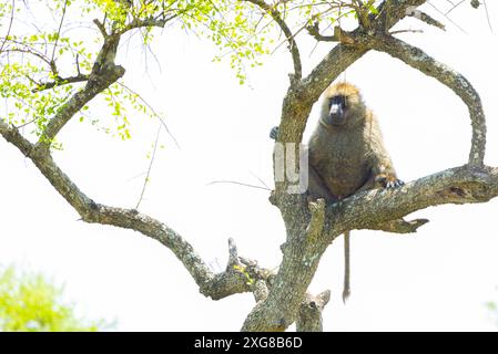 Babouin olive mâle assis sur une branche d'arbre. Serengeti occidental, région de Grumeti. Parc national du Serengeti, Tanzanie. Banque D'Images