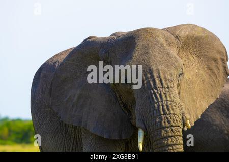 Gros plan femelle éléphant d'Afrique. Serengeti occidental, région de Grumeti. Parc national du Serengeti, Tanzanie. Banque D'Images