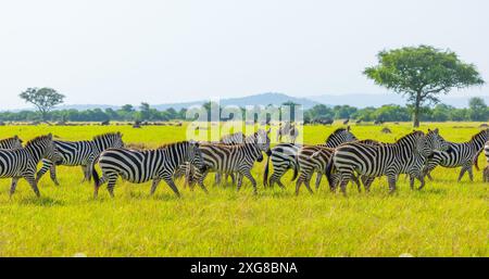 Troupeau de zèbres en mouvement pendant la migration dans l'ouest du Serengeti. Parc national du Serengeti, Tanzanie. Banque D'Images