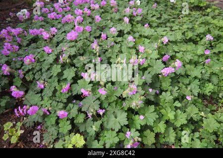 Geranium cantabrigiense est une plante à fleurs hybride de la famille des Geraniaceae. C'est un hybride entre Geranium dalmaticum et G. Banque D'Images