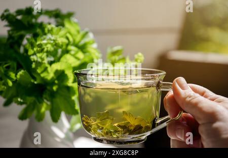 Main de femme tenant et buvant Alchemilla vulgaris, thé médicinal de manteau de dame commune dans une tasse claire. Plantes de manteau de dame fraîches dans le vase. Banque D'Images