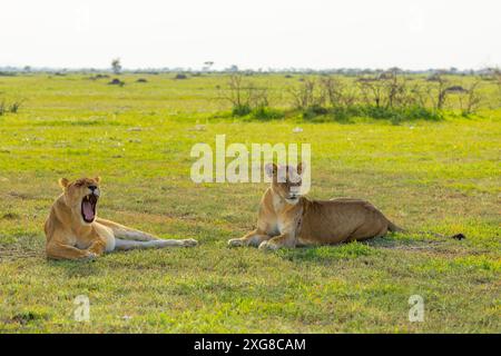 Une paire de lionnes se reposant. L'un d'eux bâille. Serengeti occidental, région de Grumeti. Parc national du Serengeti, Tanzanie. Banque D'Images