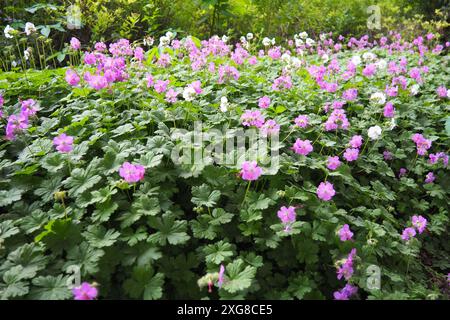 Geranium cantabrigiense est une plante à fleurs hybride de la famille des Geraniaceae. C'est un hybride entre Geranium dalmaticum et G. Banque D'Images