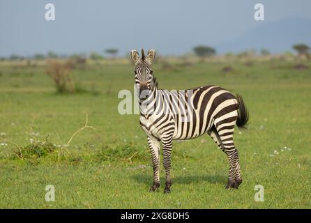Zèbre solitaire debout dans une savane verte luxuriante. Serengeti occidental, région de Grumeti. Parc national du Serengeti, Tanzanie. Banque D'Images