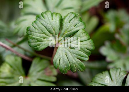 Détail de la plante verte Longstalk cranesbill (Geranium columbinum) dans la nature Banque D'Images