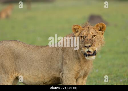 Portrait rapproché d'un lion mâle juvénile. Serengeti occidental, région de Grumeti. Parc national du Serengeti, Tanzanie. Banque D'Images