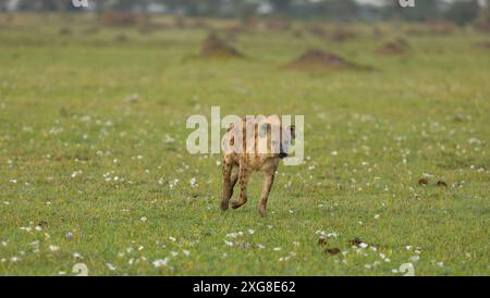 Hyène repérée ou riante courant dans la plaine du Serengeti. Serengeti occidental. Région de Grumeti. Parc national du Serengeti. Banque D'Images