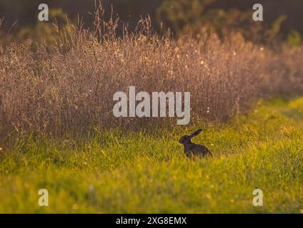 Un lièvre brun (Lepus europaeus) assis dans la lumière du soleil dans son habitat naturel, pris sur un fond d'herbe coloré. Sufffolk . ROYAUME-UNI Banque D'Images