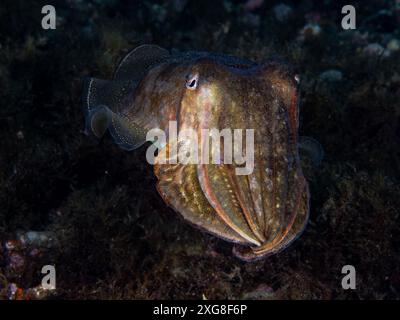 Une seiche sous l'eau dans la mer (Sepia officinalis, seiche commune européenne), mer Méditerranée, scène naturelle, Espagne Banque D'Images
