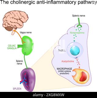 Nerf vague et inflammation. La voie anti-inflammatoire cholinergique du cerveau et du nerf vague, des ganglions cœliaques, du nerf splénique, à la rate, cellule T. Illustration de Vecteur