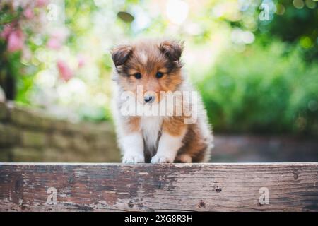 Chien de berger Shetland (Sheltie) chiot Banque D'Images