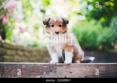 Chien de berger Shetland (Sheltie) chiot Banque D'Images