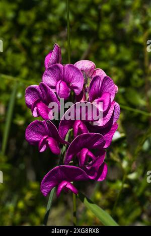 Fleurs de pois mauves avec fond de feuilles vertes. Banque D'Images