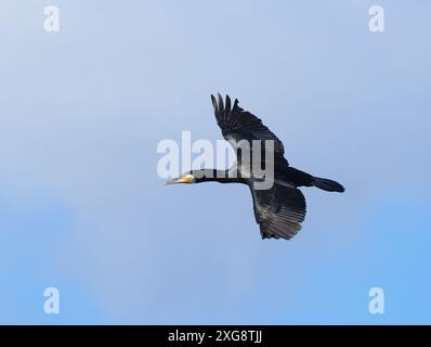 Les cormorans se sont répandus à l'intérieur des terres, au grand désagrément de nombreux pêcheurs en raison de leur consommation de proies de poissons. Banque D'Images