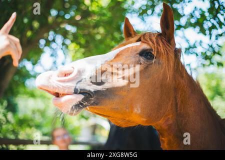 Cheval croisé Haflinger Banque D'Images