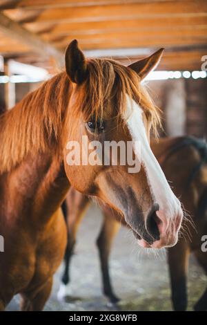 Cheval croisé Haflinger Banque D'Images