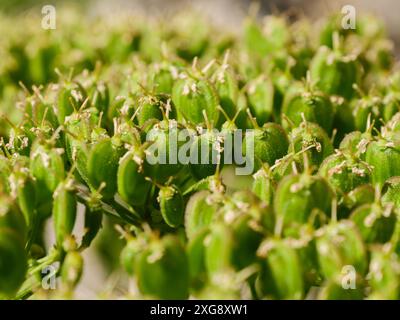 Une photo macro de la tête de graine d'une fleur sauvage d'asperge à hogweed. Les gousses vertes sont étroitement emballées ensemble, montrant les détails complexes de la plante. Banque D'Images