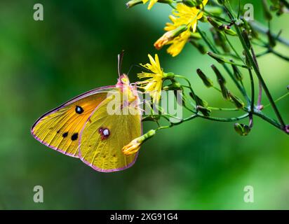 Un papillon jaune nuageux coloré (Colias croceus) se nourrissant de fleurs. Sichuan, Chine. Banque D'Images
