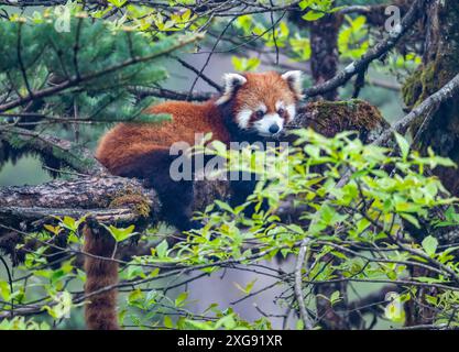 Un panda rouge sauvage (Ailurus fulgens) reposant sur un arbre. Parc forestier national de Wawushan, Sichuan, Chine. Banque D'Images