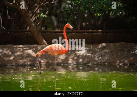 Oiseau rose flamant (Phoenicopterus roseus) marchant dans l'étang vert par jour ensoleillé, bel oiseau flamant américain, Phoenicopteridae Banque D'Images